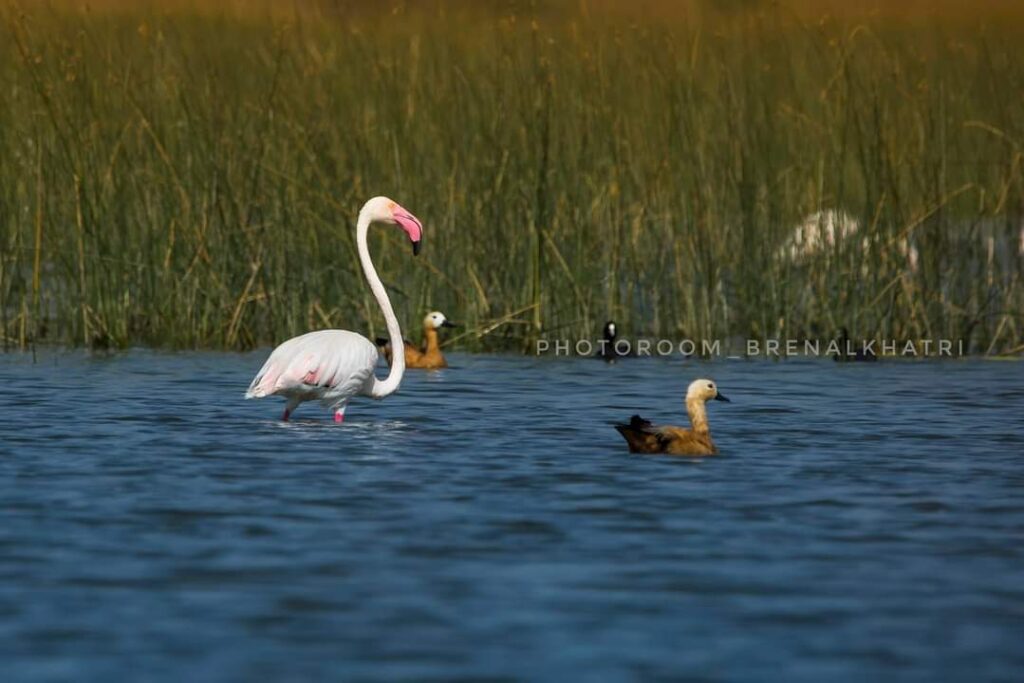 World Wetlands Day 2022