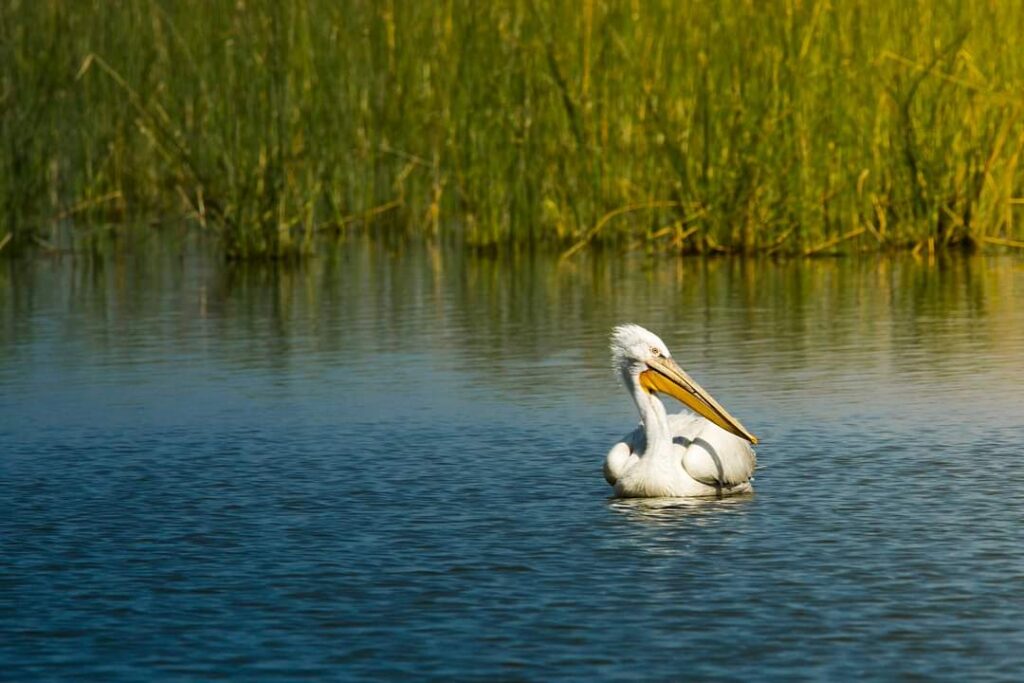 World Wetlands Day 2022