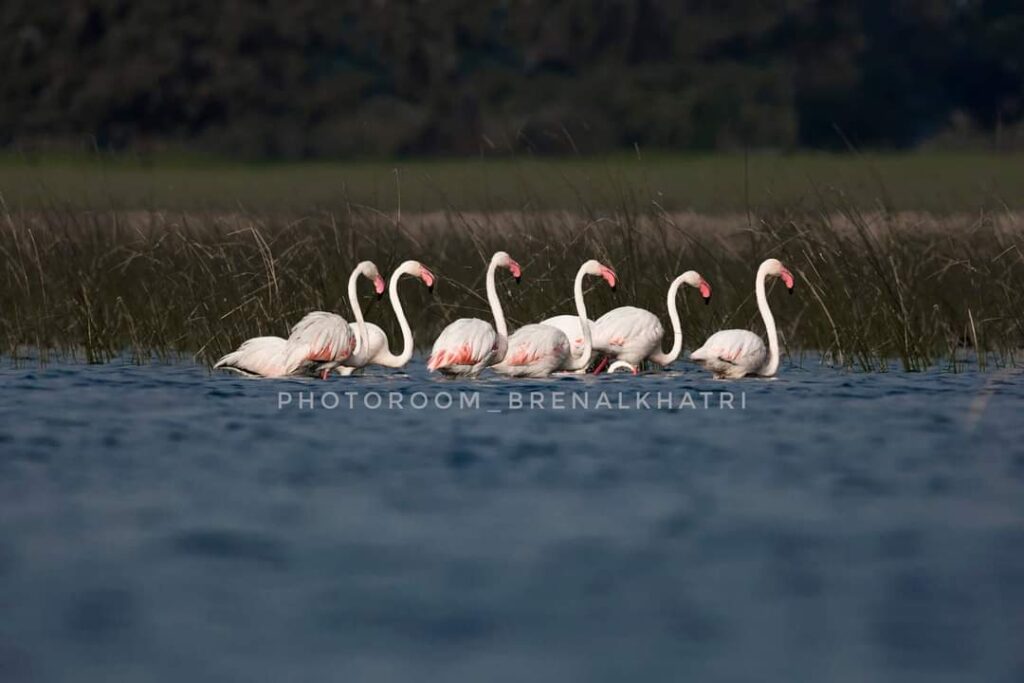 World Wetlands Day 2022